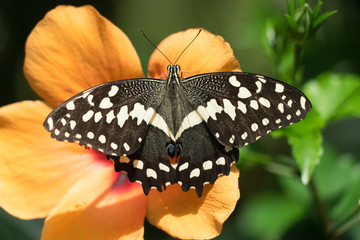 Schmetterling "Schachbrett" (Melanargia galathea) auf oranger Hibiskusblüte © tina7si