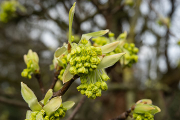 Italian Maple Leaves and Flowers Sprouting in Winter