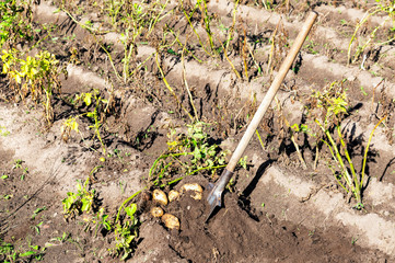 Freshly dug organic potatoes of new harvest