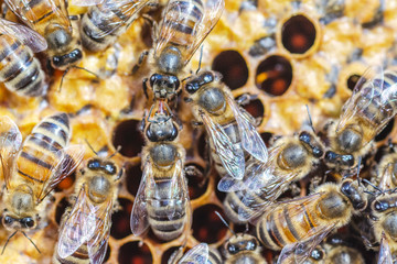 Hardworking bees on honeycomb in apiary in late summertime 