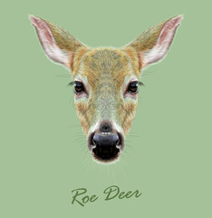 Roe Deer wild animal face. Vector European cute Doebuck head portrait. Realistic fur portrait of wild forest deer isolated on green background.
