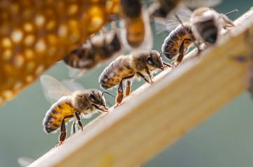 Hardworking bees on honeycomb in apiary in late summertime 