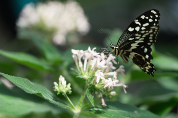 Schwarz-weißer Schmetterling 