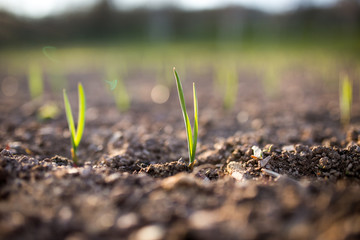 Young garlic growing in a garden,sunlight