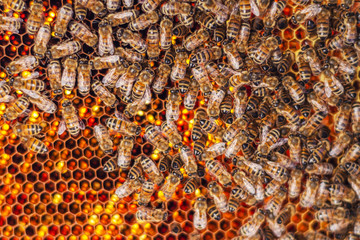 Hardworking bees on honeycomb in apiary in late summertime 