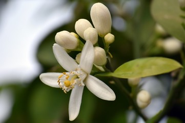 Orange.White orange flower on sky background	