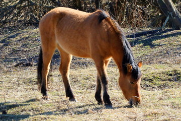Beautiful horses in spring in the meadow eat grass. Horse walking in field. 