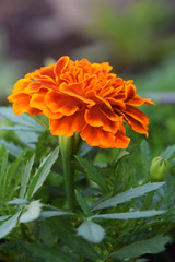 Orange marigold in the garden