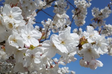 Cherry Blossom, Jersey, U.K. Flowering canopy in Spring.