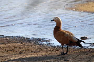 Freedom precious ducks in living life to its wide