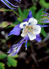 Blue and white columbine in the garden