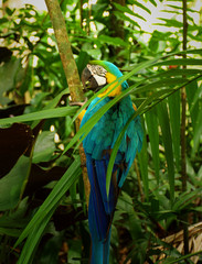 Natural park in Belem, Brazil. Animals and pure amazon nature living with harmony.