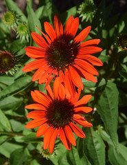 Orange coneflowers in the garden
