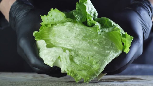 Closeup of a salad frize torn in half by the chef, isolated black background