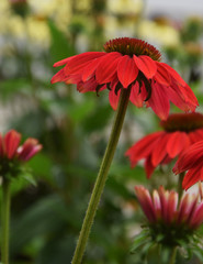 Red coneflower in the garden