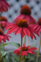 Pink coneflower in the garden