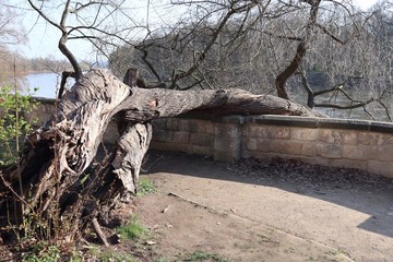 Schlosspark Pillnitz, Schloss Pillnitz, Frühling, März, 2019