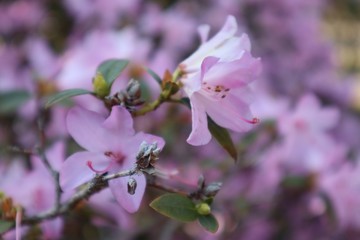 Schlosspark Pillnitz, Schloss Pillnitz, Frühling, März, 2019