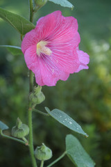 pink hollyhock in the garden