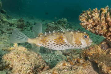 Diodon fish in the Red Sea Colorful and beautiful, Eilat Israel