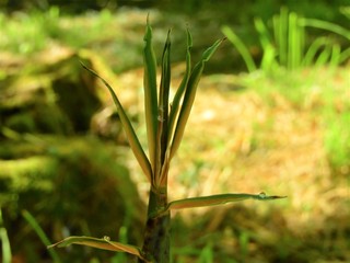 Bamboo shoots