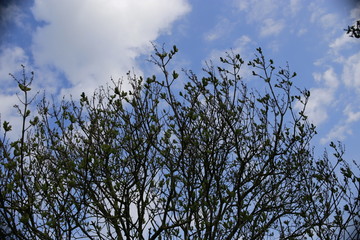 tree in the sky