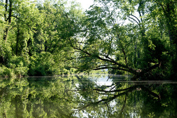 Trees reflected in water