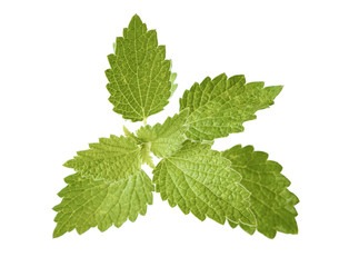 Top view Nettle leaf isolated on white