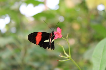 Schmetterling