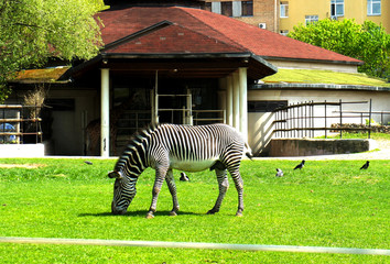 Zebra on a green meadow