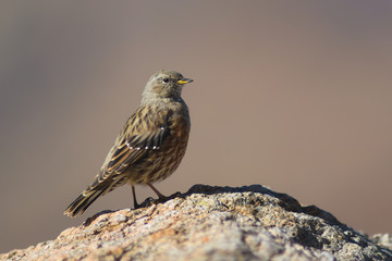 Sordone (Prunella collaris) su roccia in primo piano e sfondo chiaro