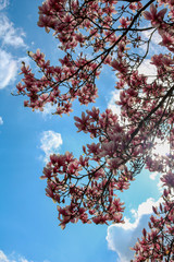 blooming magnolia in spring in Bielefeld, Germany