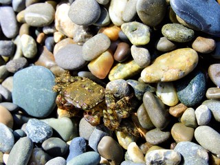 crab on pebble beach