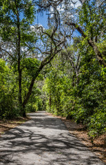 Fototapeta na wymiar pathway in the park at Crews Lake Wilderness Park, Florida
