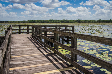 Fototapeta na wymiar boardwalk through the marsh at Crews Lake Wilderness Park, Florida