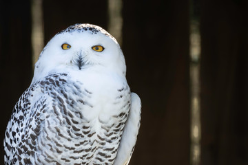 Portrait of snowy owl looking in camera on dark blurred background.