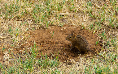 mouse