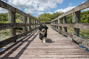 Naklejka na ściany i meble Portuguese Water Dog running on the boardwalk at Crews Lake Wilderness Park