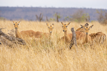 Naklejka premium Impala