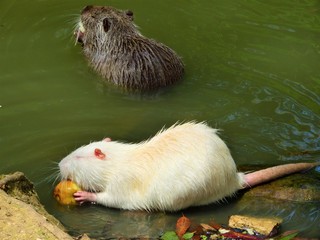 guinea pig on green background