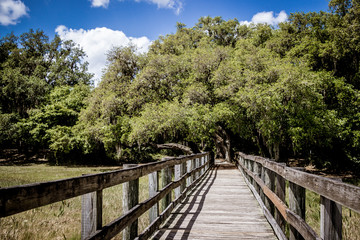 Fototapeta na wymiar boardwalk through the marsh at Crews Lake Wilderness Park