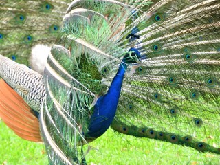 Obraz premium peacock with feathers out