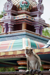 Monkey at Hindu Temple, Malaysia