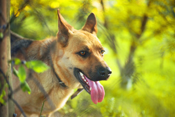 Young brown shepherd dog looks through the fence with funny face