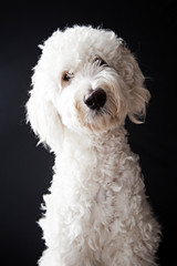 Portrait of Frida the Labradoodle