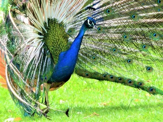 Obraz premium peacock with feathers out