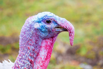 Turkey close up, portrait. The head of a turkey on a blurry background_