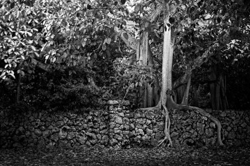 Roots of Tree Growing Over a wall in Miami, Florida