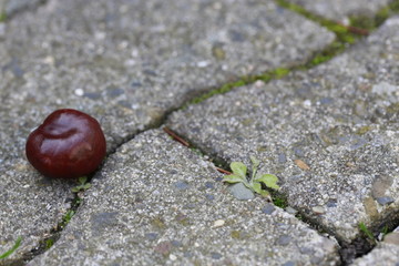 Kastanie