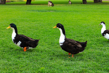 A big black and white geese walk  on a green lawn. Poultry,  farm in the village. Waterfowl birds